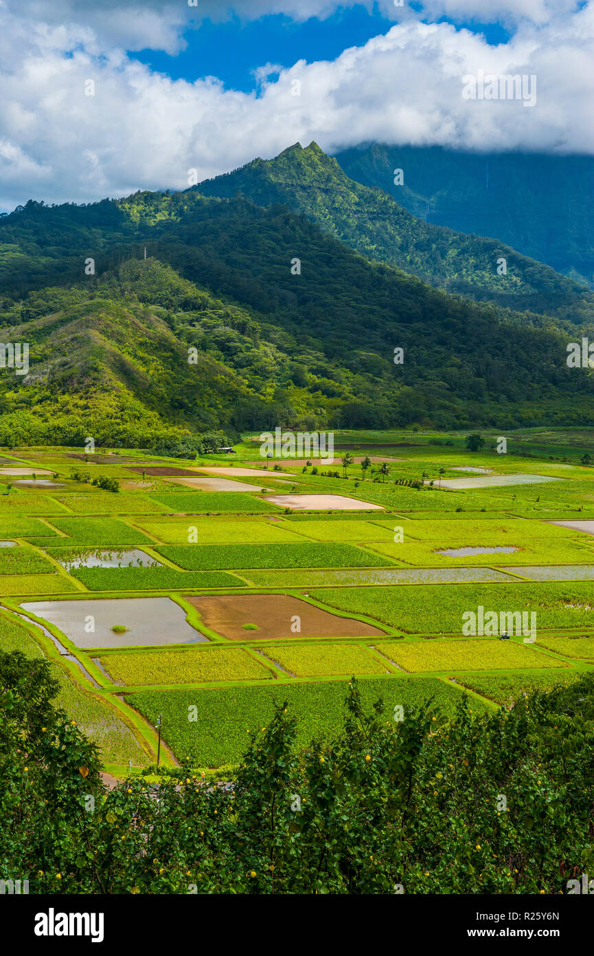 Hanalei Taro champs près de l'île de Kauai, Hawaii, USA Banque D'Images