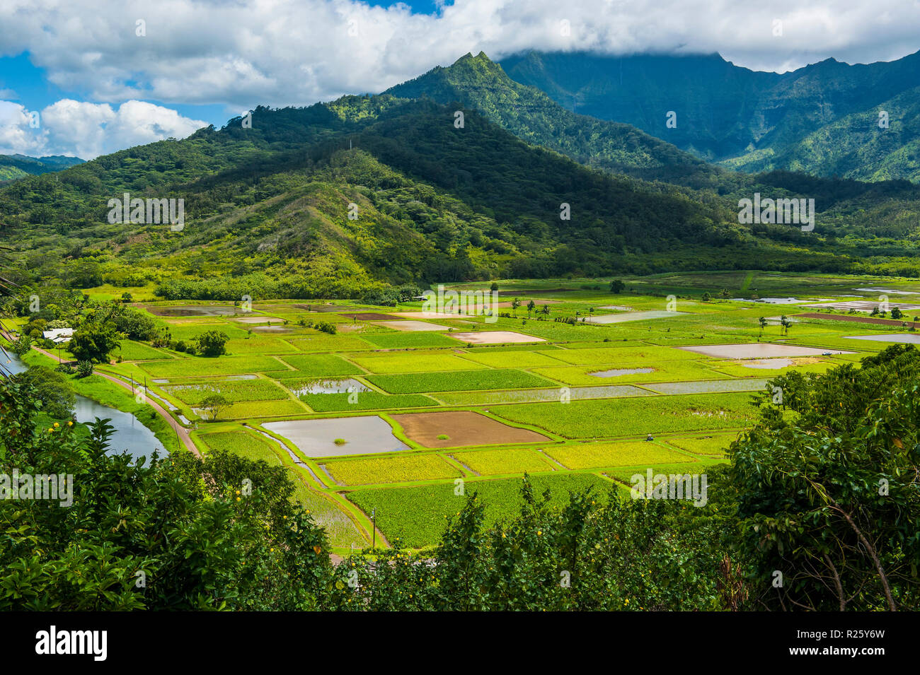 Hanalei Taro champs près de l'île de Kauai, Hawaii, USA Banque D'Images