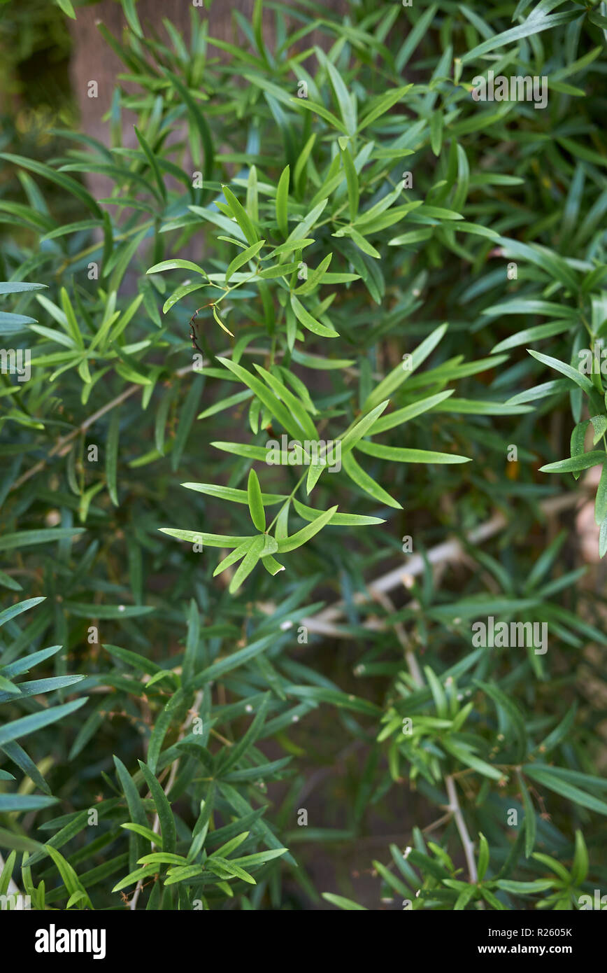 Asparagus falcatus close up Banque D'Images