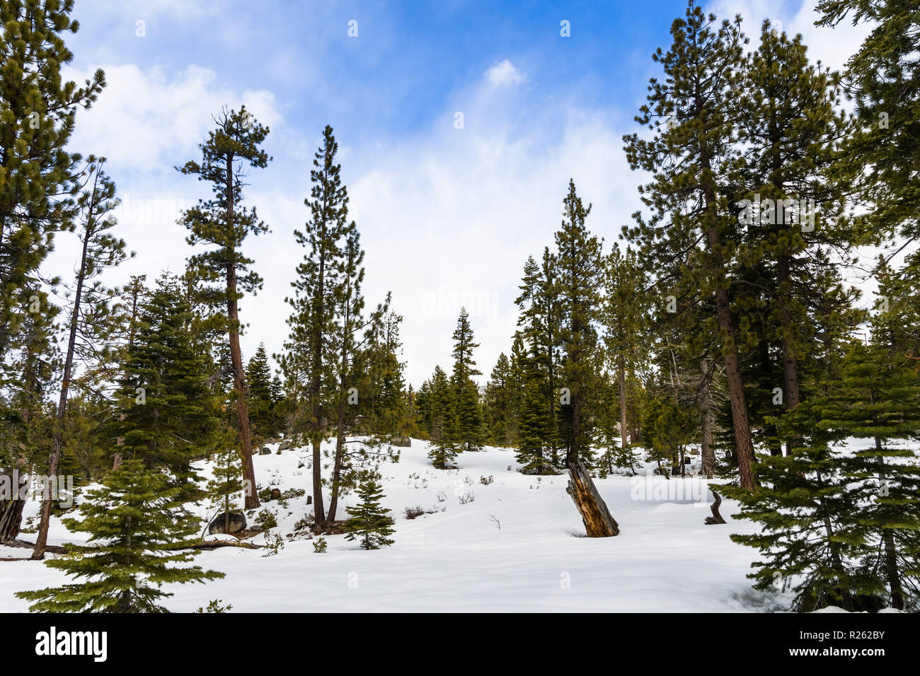 Paysage dans Van Sickle Bi-State Park sur une journée d'hiver ; South Lake Tahoe, en Californie Banque D'Images