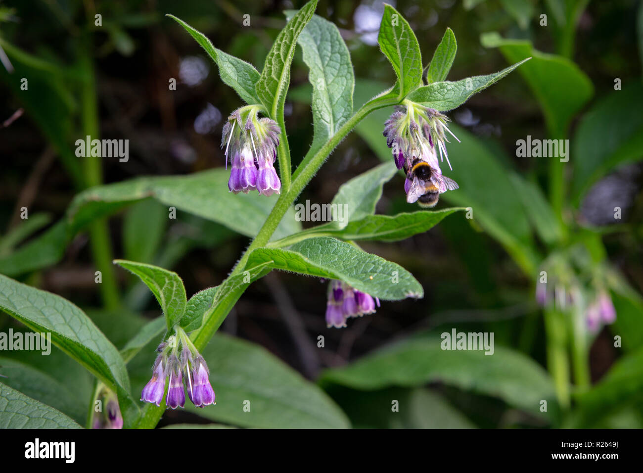 Un bourdon pollinise les fleurs de bourrache comme il vole entre les fleurs Banque D'Images