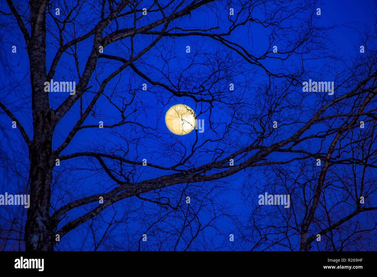 Pleine lune et la silhouette des arbres. Photo de Kuhmo (Finlande). Banque D'Images