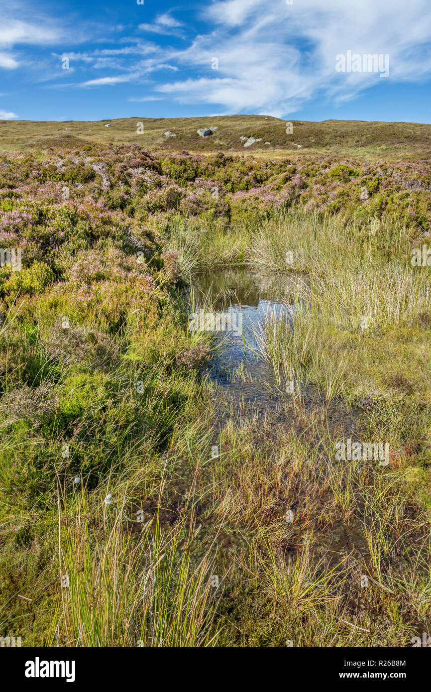Paysage panoramique avec Heather blossom, Conte de Knoll à pied et pique-nique, North Uist, îles Hébrides, Ecosse, Royaume-Uni, Europe Banque D'Images