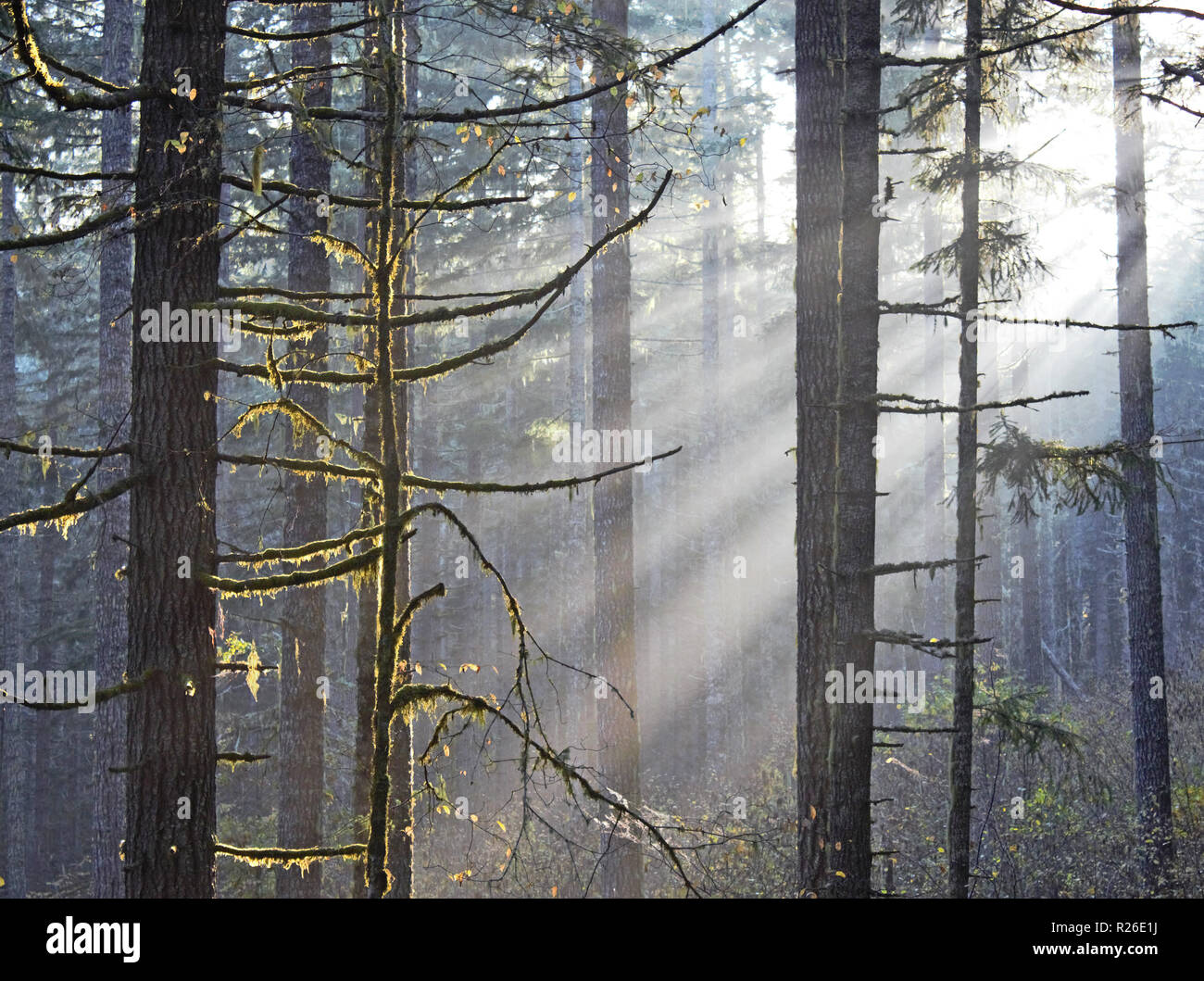 Des arbres de soleil filtré à travers les arbres. Banque D'Images