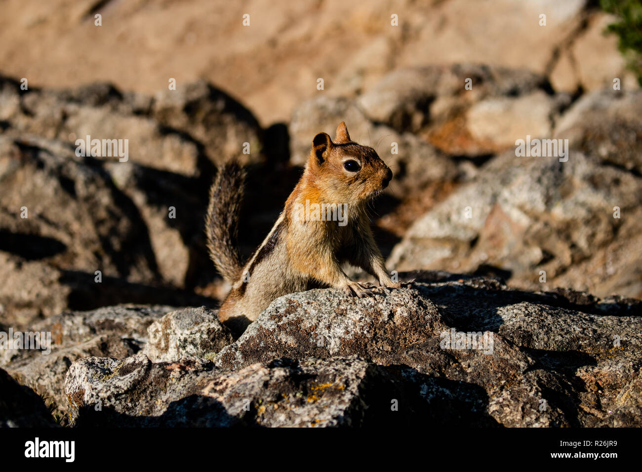 Il s'agit d'une photo d'un tamia, sur les rochers, dans la nature Banque D'Images