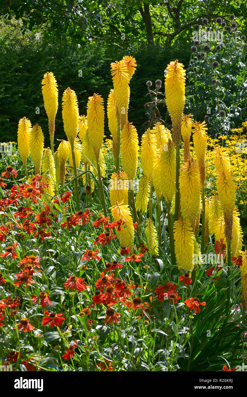 Frontière coloré de fleurs avec Kniphofia, Heleniums et Rudbeckia dans un pays jardin Banque D'Images