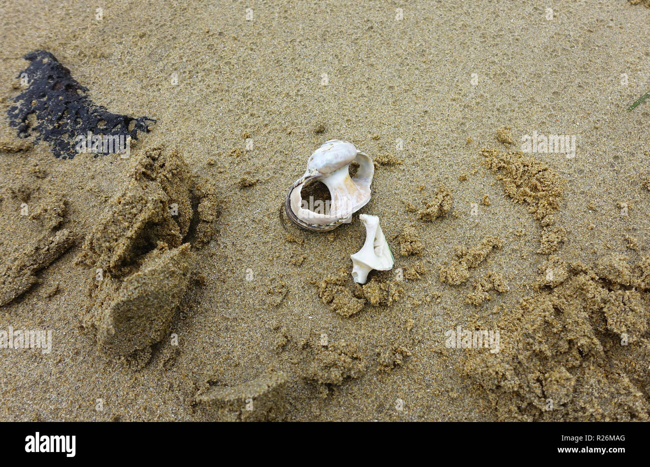 Sea Shell sur le sable, Apollo Bay Banque D'Images