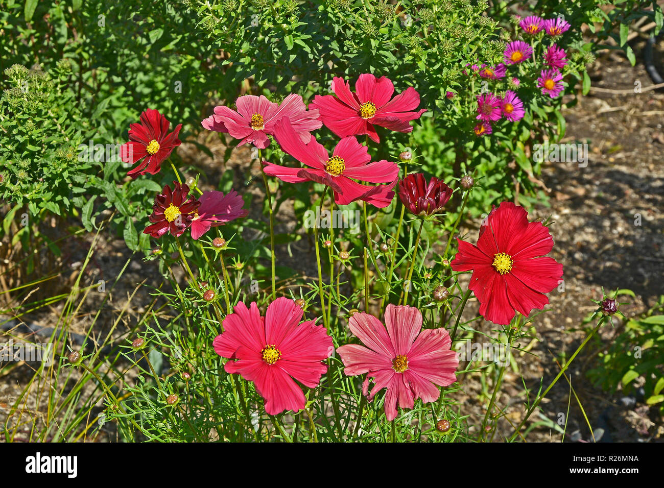 Close up d'une fleur frontière avec colouful Rubenza' 'Cosmos à fleurs Banque D'Images