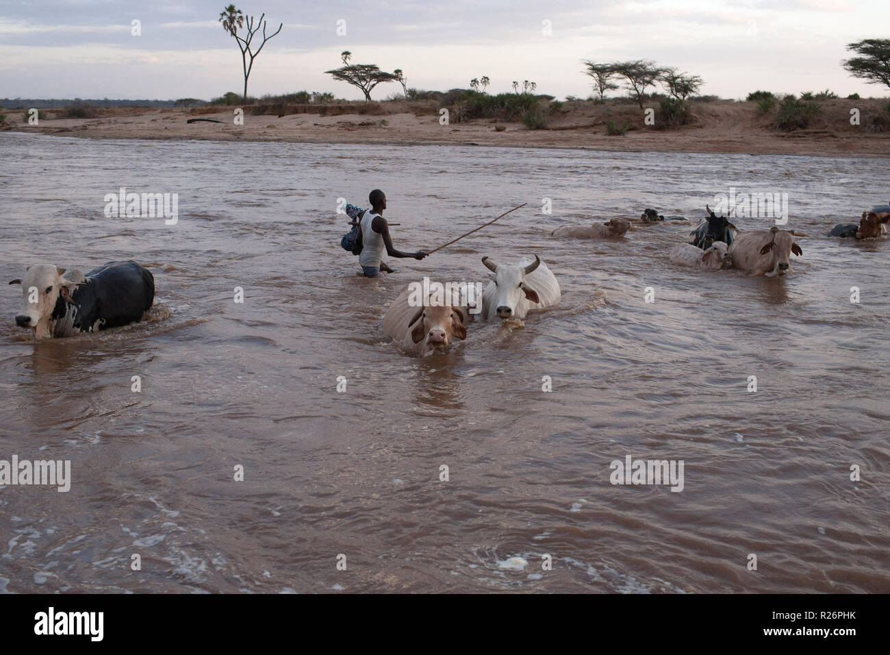 Un homme traverse une rivière avec son bétail à Samburu, Kenya, le 6 septembre 2012. Banque D'Images