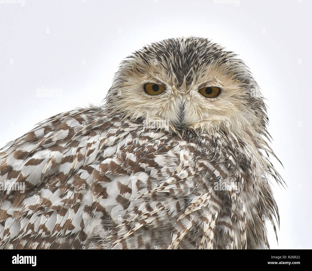Snowy Owl portrait Banque D'Images