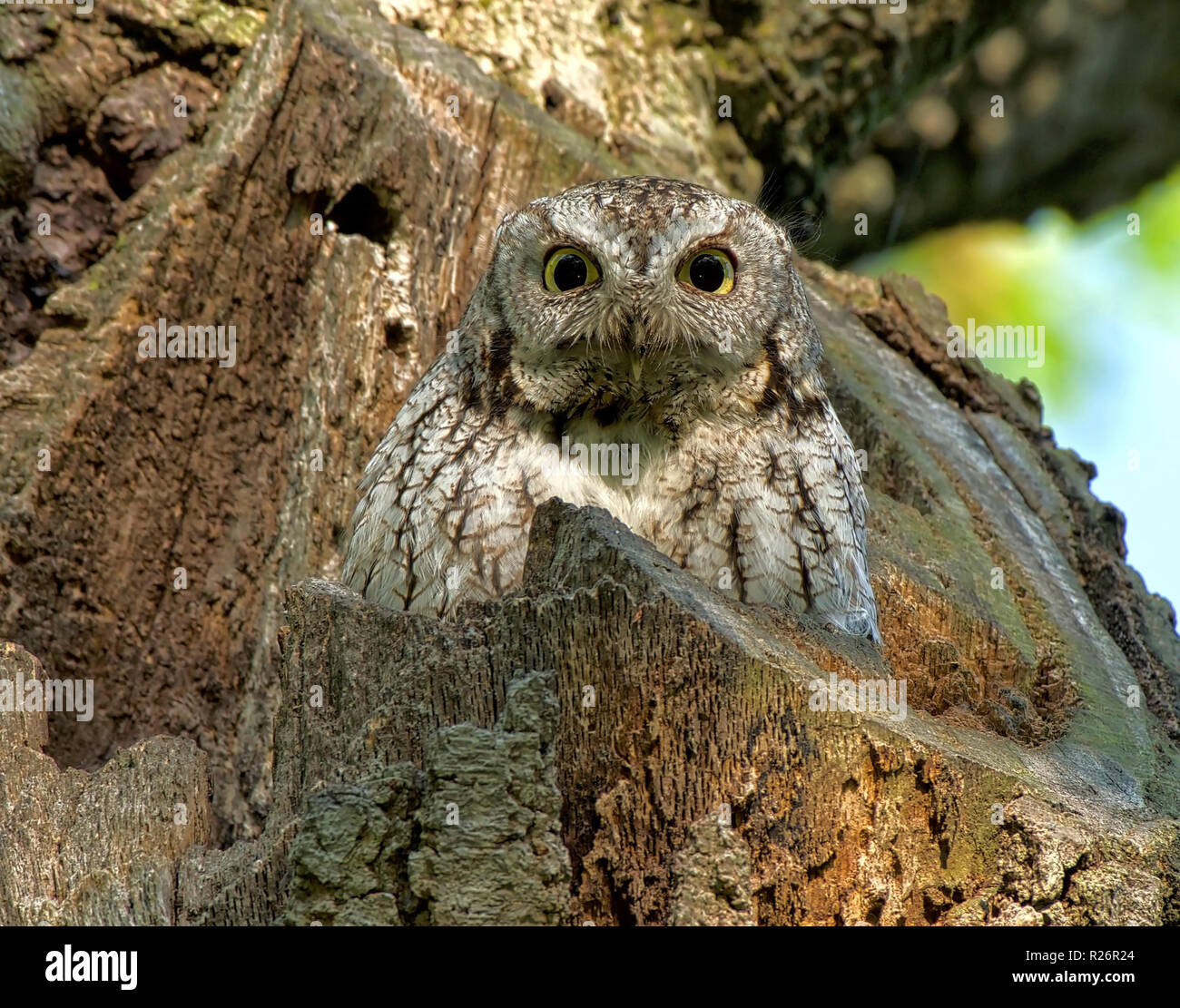 Petit-duc maculé portrait Banque D'Images