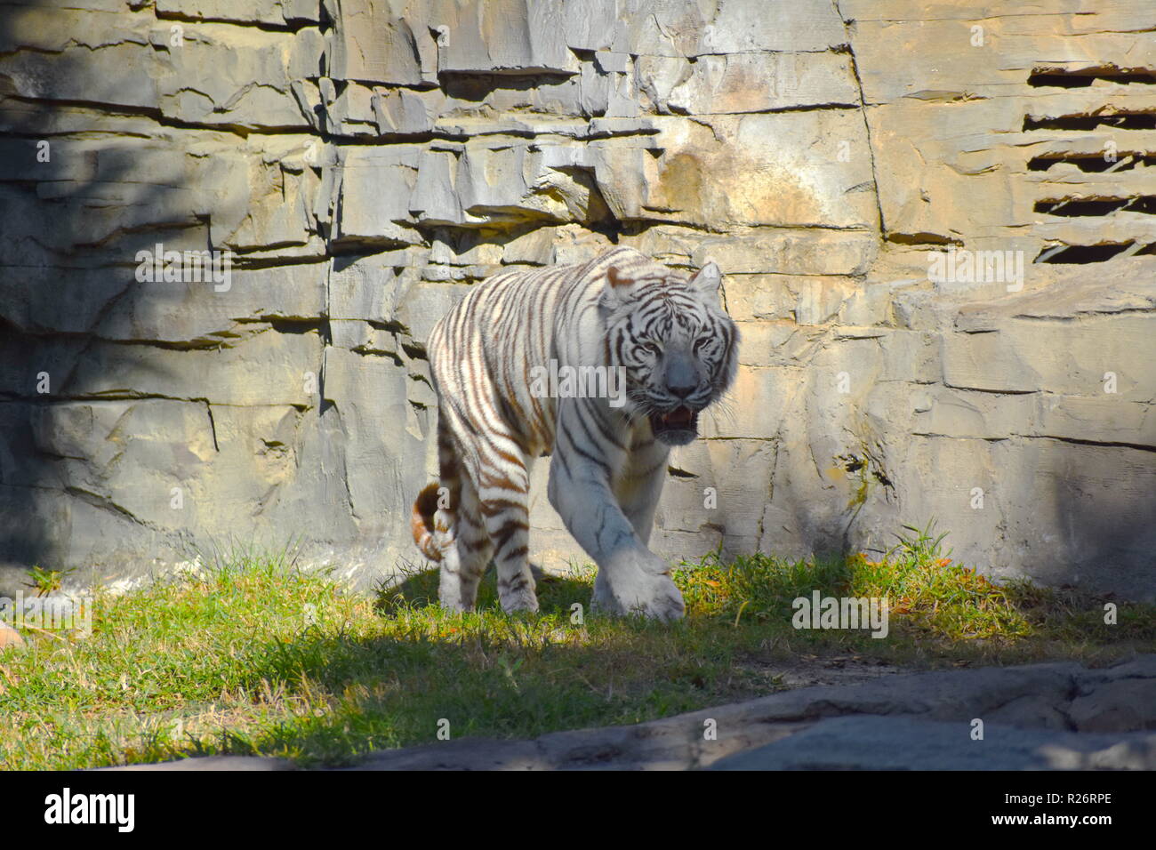 Tampa, Floride. 25 octobre 2018 White Tiger walking sur pré vert à Bush Gardens Tampa Bay. Banque D'Images