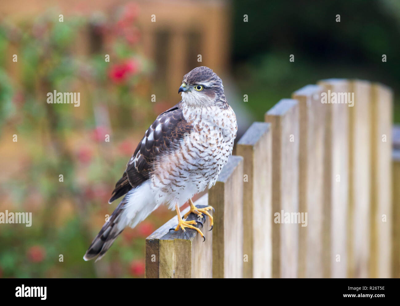 Un mâle immature, le canard huppé (Accipiter nisus) sur une porte de jardin à Ambleside, Royaume-Uni. Banque D'Images