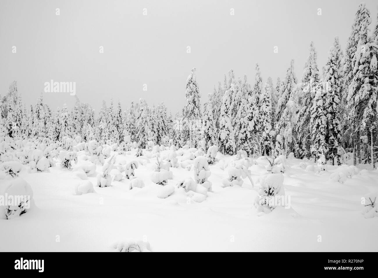 Paysage de neige lourde de Sotkamo, Finlande Banque D'Images