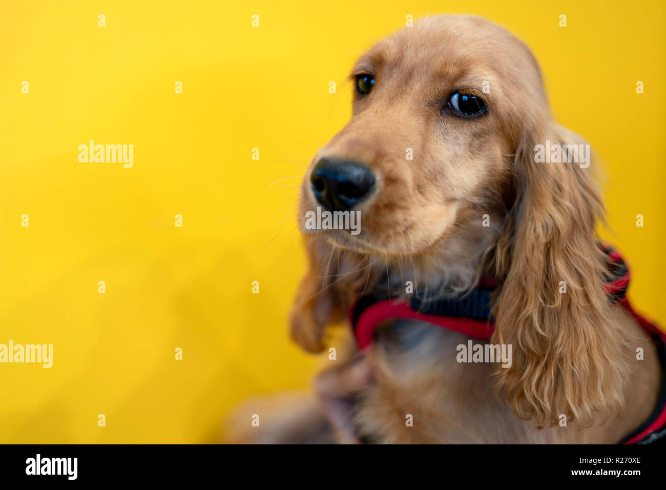 Bebe Adorable Chiot Cocker Anglais Portrait Vous Regarde Photo Stock Alamy Bebe Adorable Chiot Cocker Anglais Portrait Vous Regarde Photo Stock Alamy