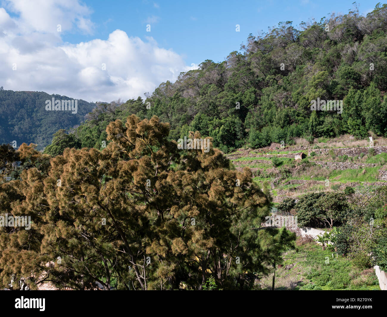 La belle vallée de Ribeira de Machico, vu de la levada do Funchal, Madère. Banque D'Images