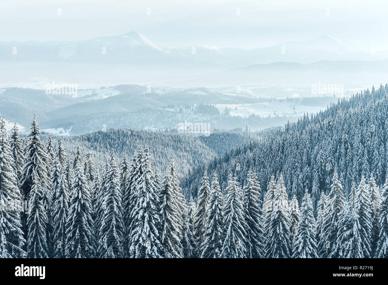 Fond de Noël avec les sapins enneigés et les fortes chutes de neige. Montagnes hiver paysage Banque D'Images