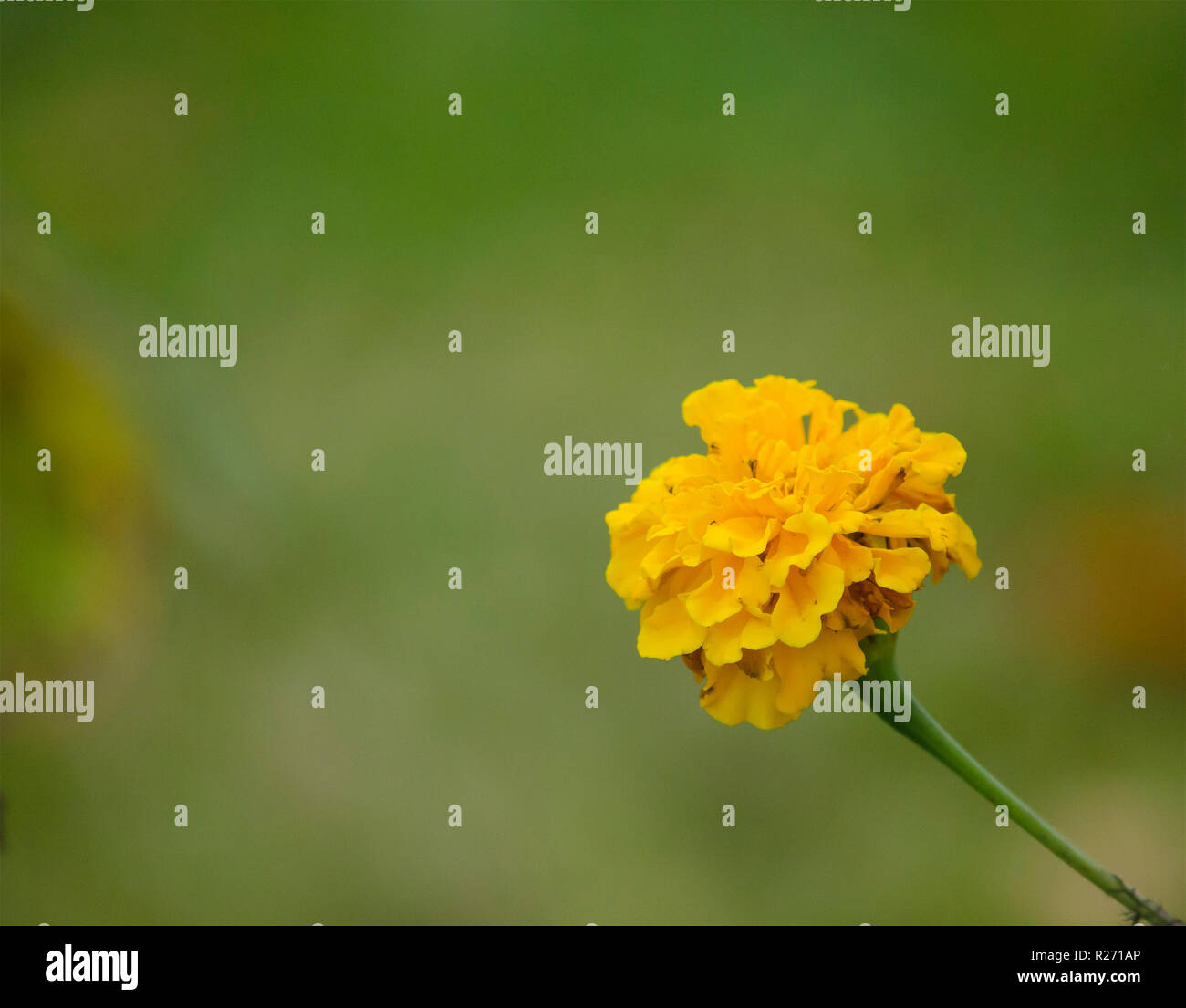 Une seule fleur jaune de tagete (Tagetes). Fleurs d'automne dans le jardin. Banque D'Images