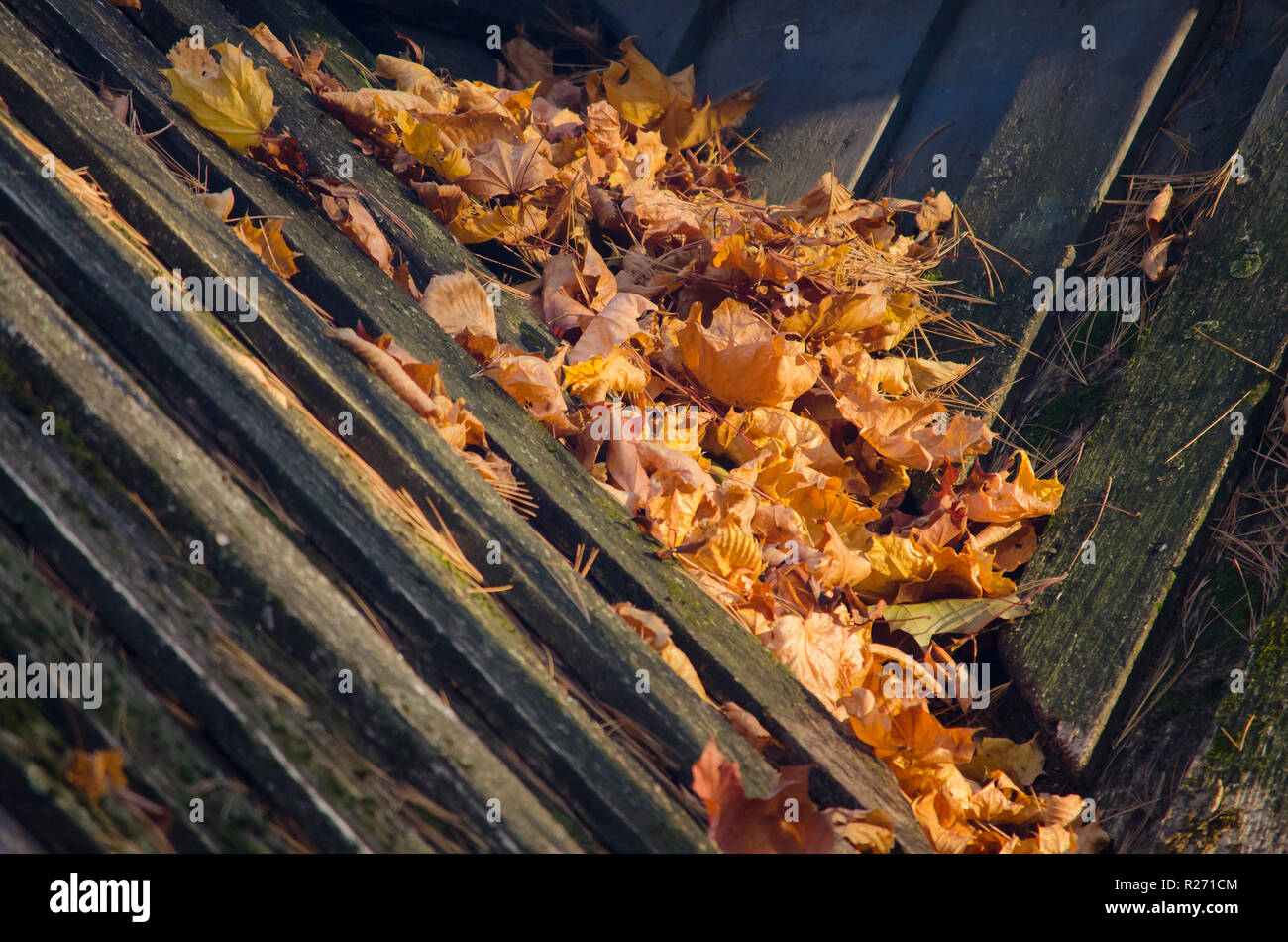 Les feuilles d'automne lumineux tombés se trouvent sur l'ancienne toiture en bois de la chambre. Close-up. Banque D'Images