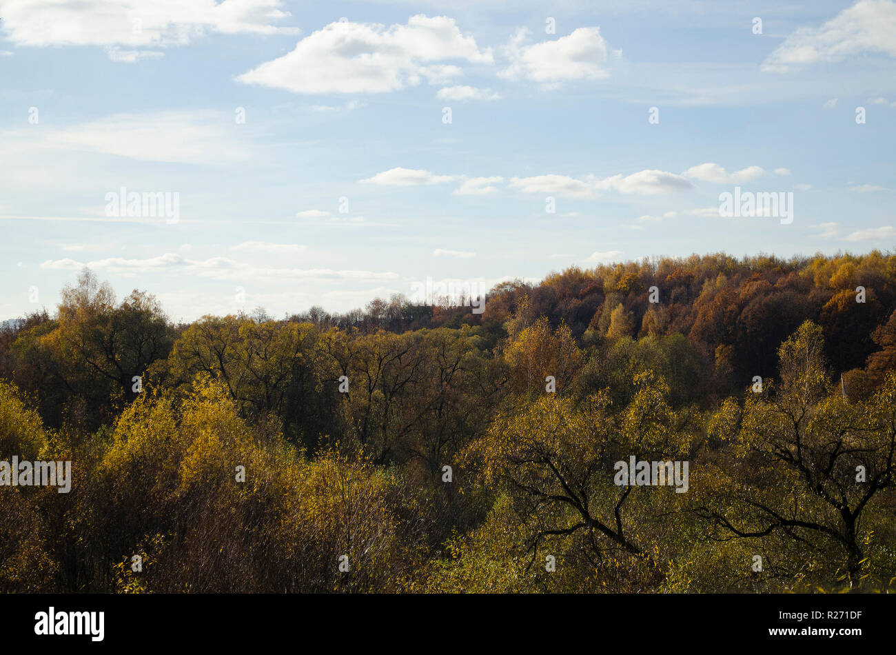 Paysage d'automne : une forêt multi-couleur soleil, ciel bleu avec des nuages blancs. Banque D'Images
