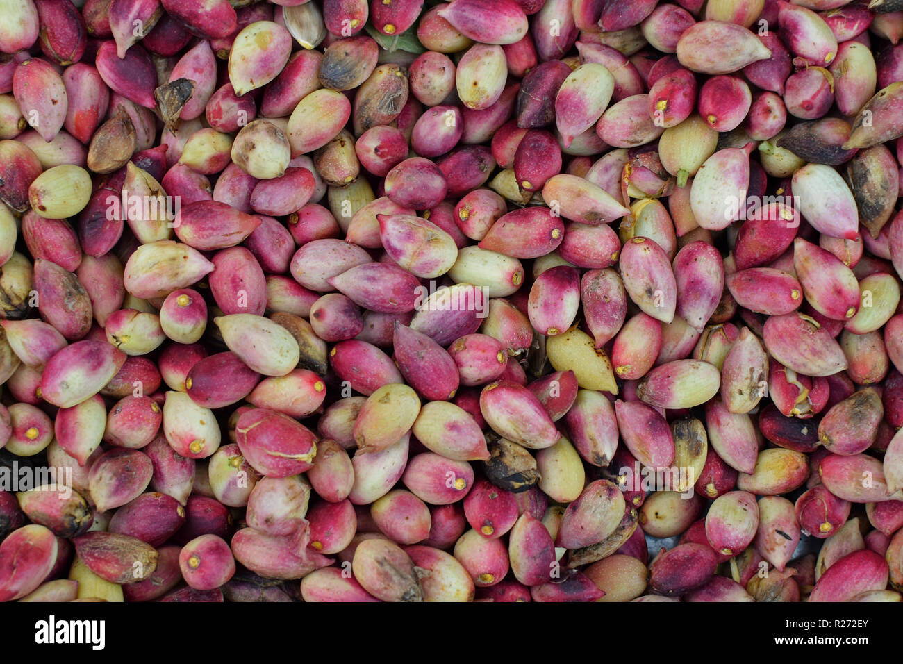 Matières premières fraîches les pistaches en coque fond naturel. Banque D'Images