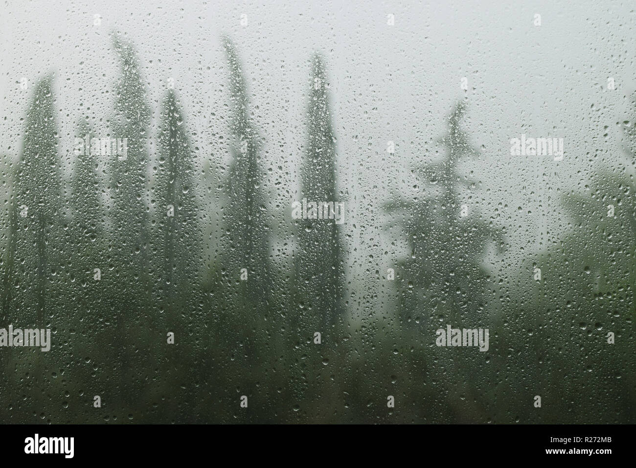 Gouttes de pluie sur les vitres et des arbres forestiers. Jour de pluie résumé. Banque D'Images
