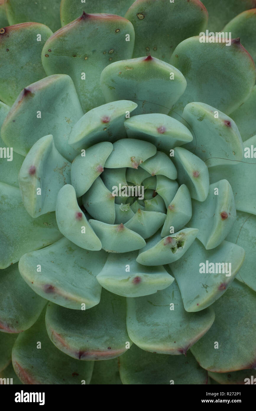 Plante succulente motif. Les formes de la nature. Banque D'Images