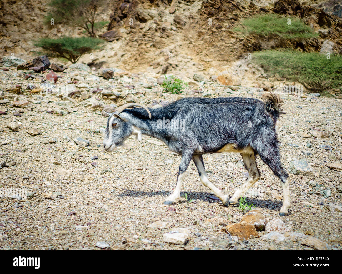 Arabian tahr - un type de chèvre de montagne dans les montagnes Hajar Al à Fujairah, ÉMIRATS ARABES UNIS Banque D'Images