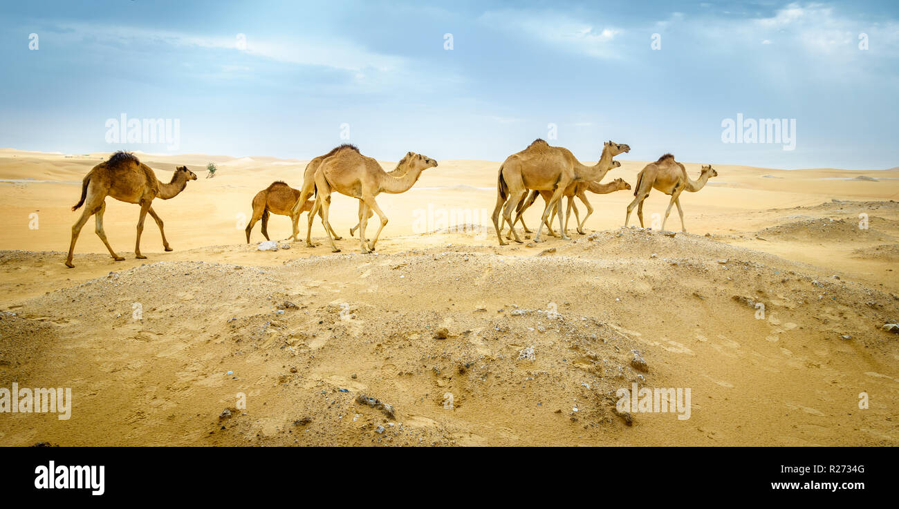 Un troupeau de chameaux sauvages dans le désert près de Al Ain, ÉMIRATS ARABES UNIS Banque D'Images