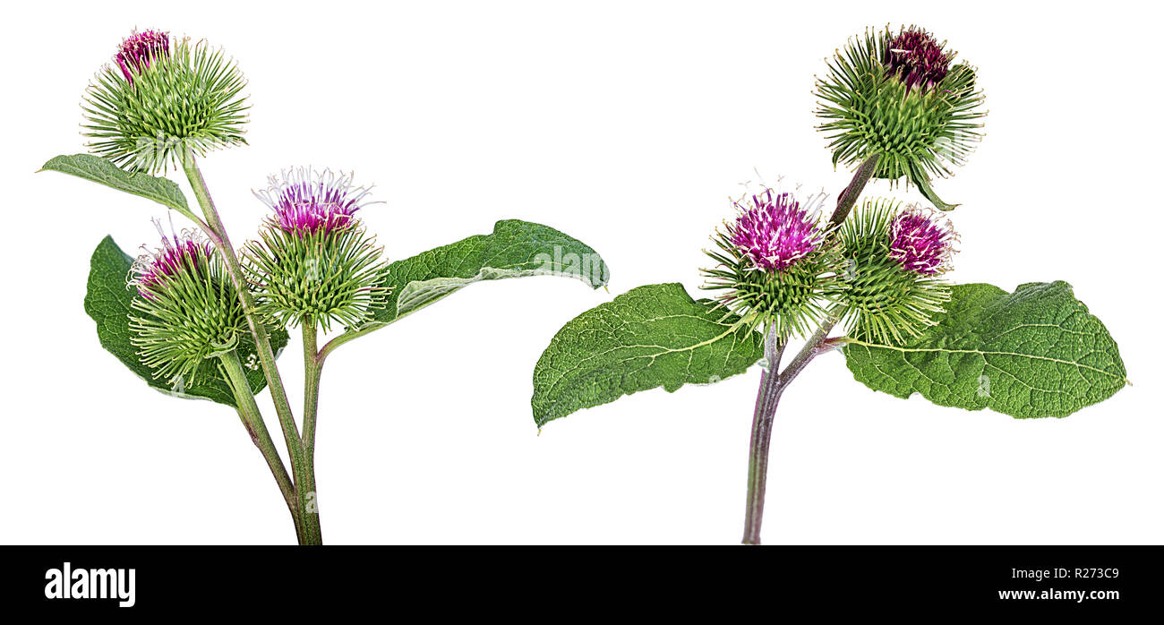 Cirsium arvense flower isolated on white background Banque D'Images