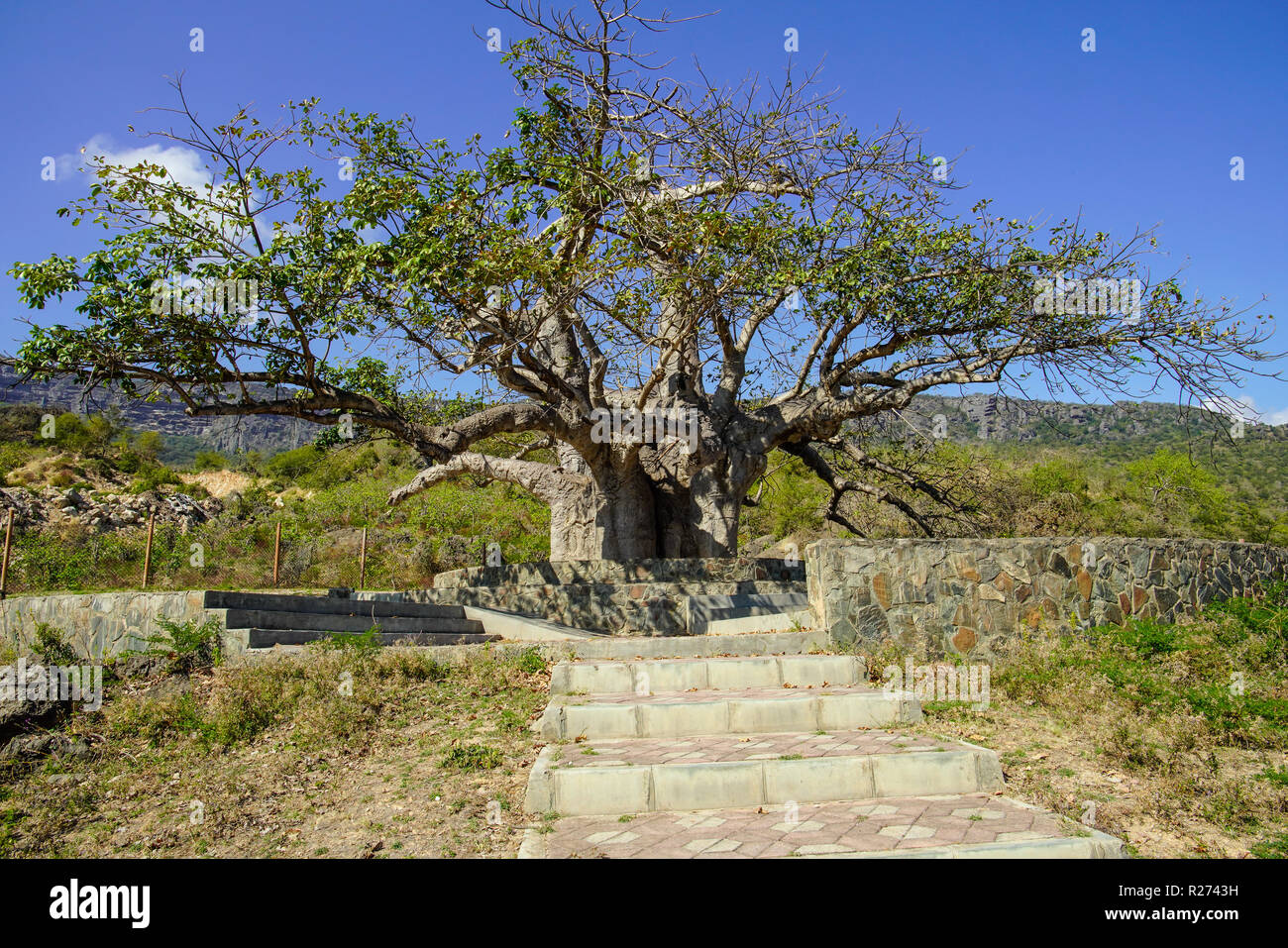 Tre Baobab dans Dalkut village près de la frontière du Yémen, doit être le plus vieux et le plus grand baobab en Oman. Banque D'Images
