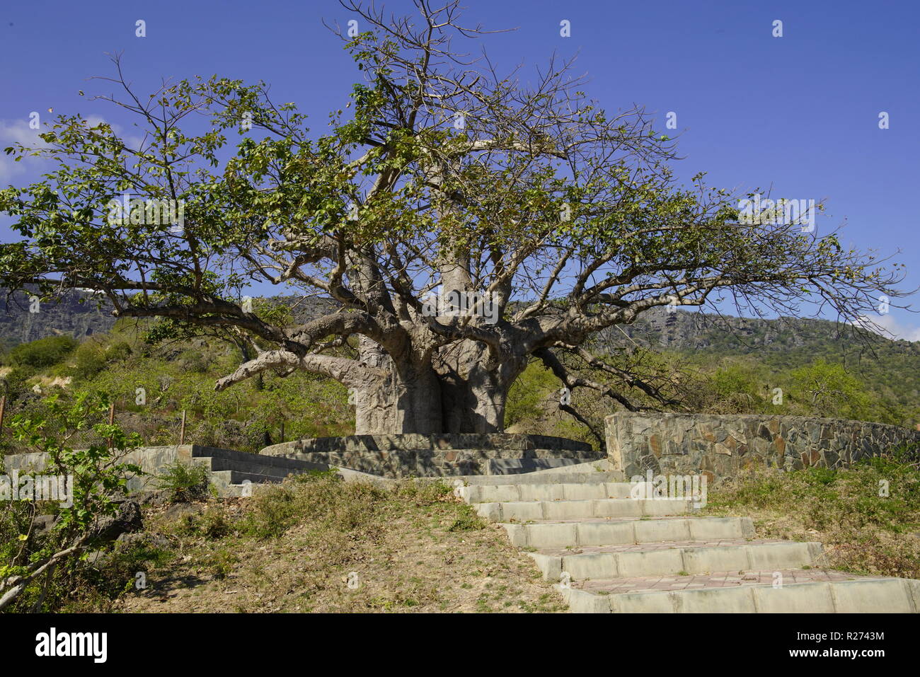 Tre Baobab dans Dalkut village près de la frontière du Yémen, doit être le plus vieux et le plus grand baobab en Oman. Banque D'Images