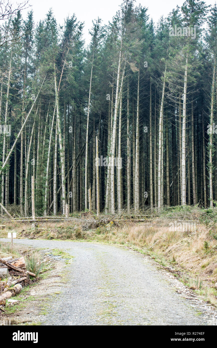 Forêt de pins Banque D'Images