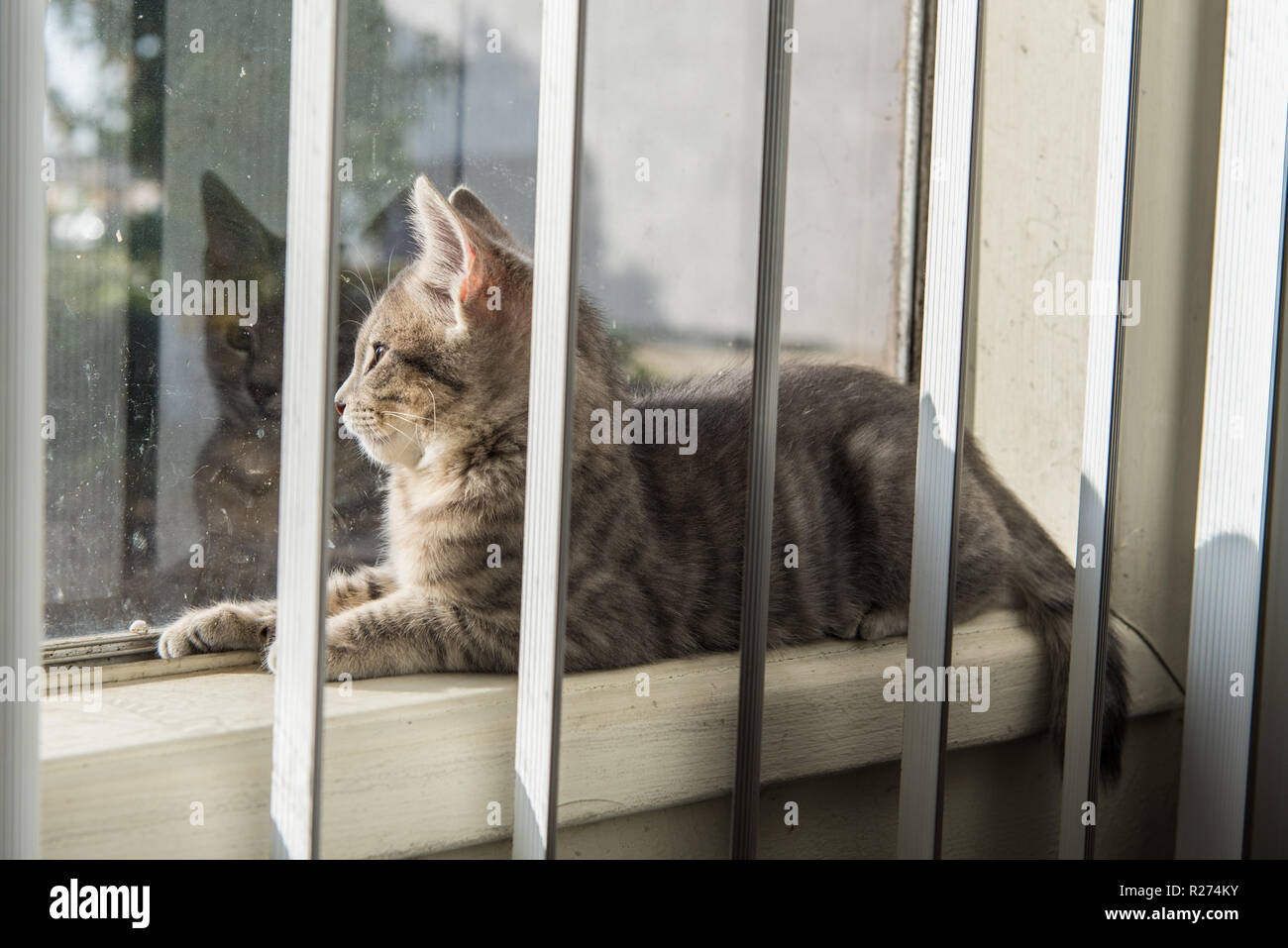 Rayé gris bébé chaton tabby regardant à travers le verre en position inclinée sur la fenêtre sil. Banque D'Images