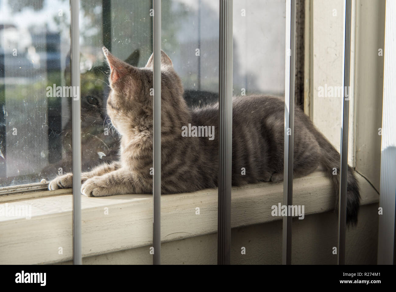 Chaton tabby rayé gris bébé face à face avec son reflet tout en position inclinée sur la fenêtre sil. Banque D'Images