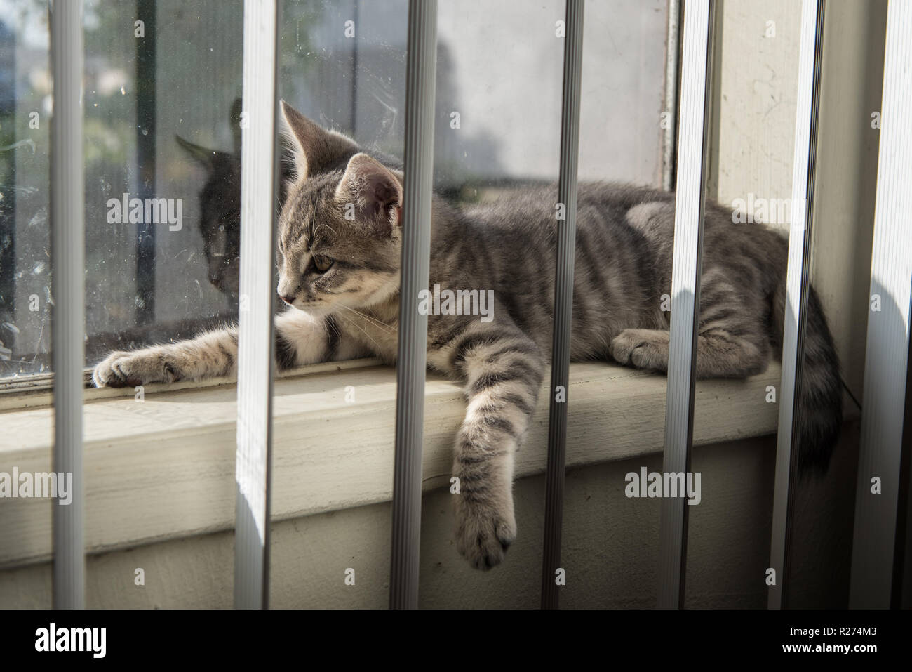 Rayé gris bébé chaton tabby accroché une patte dans le vide alors que sur la fenêtre inclinée sil. Banque D'Images