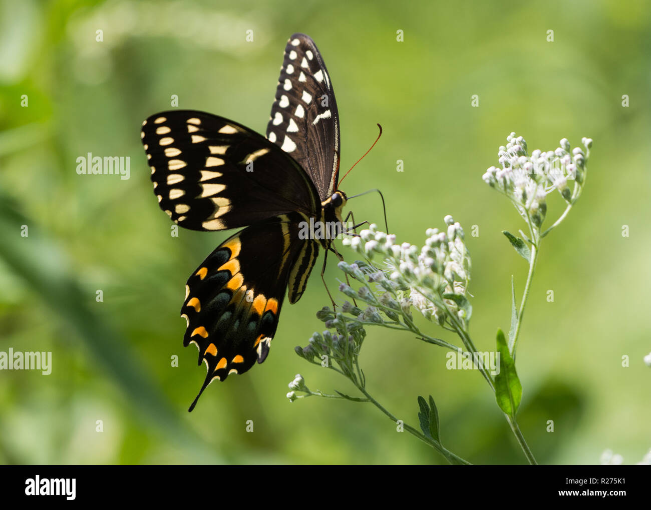 A Black Swallowtail Butterfly (Papilio polyxenes) se nourrissant de fleurs blanches. Houston, Texas, USA. Banque D'Images