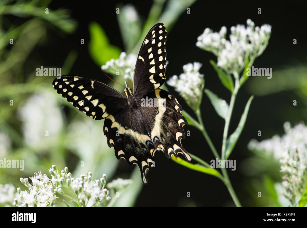 A Black Swallowtail Butterfly (Papilio polyxenes) se nourrissant de fleurs blanches. Houston, Texas, USA. Banque D'Images
