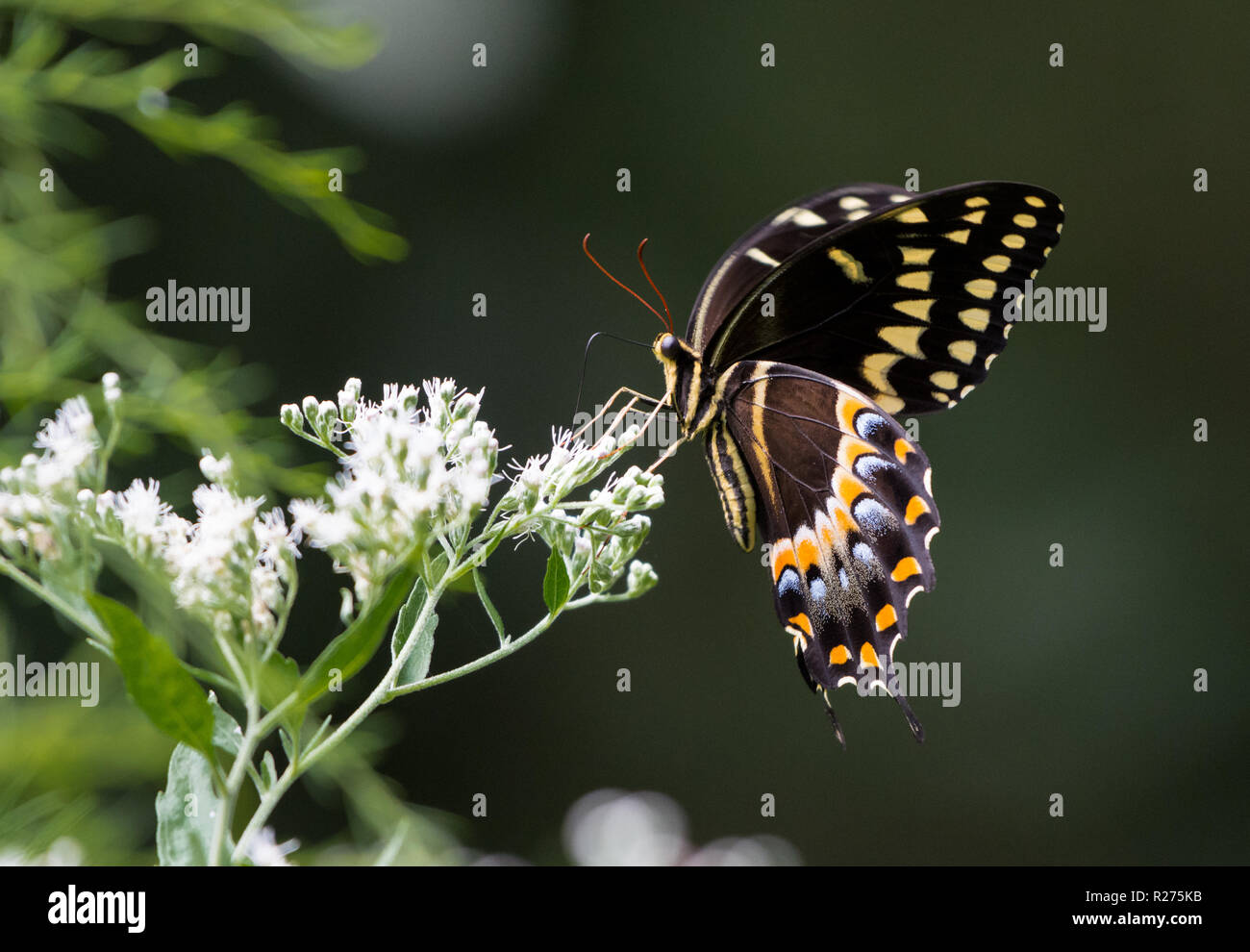 A Black Swallowtail Butterfly (Papilio polyxenes) se nourrissant de fleurs blanches. Houston, Texas, USA. Banque D'Images
