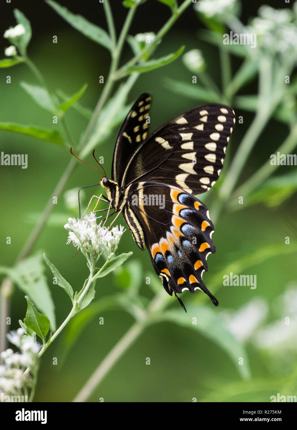 A Black Swallowtail Butterfly (Papilio polyxenes) se nourrissant de fleurs blanches. Houston, Texas, USA. Banque D'Images