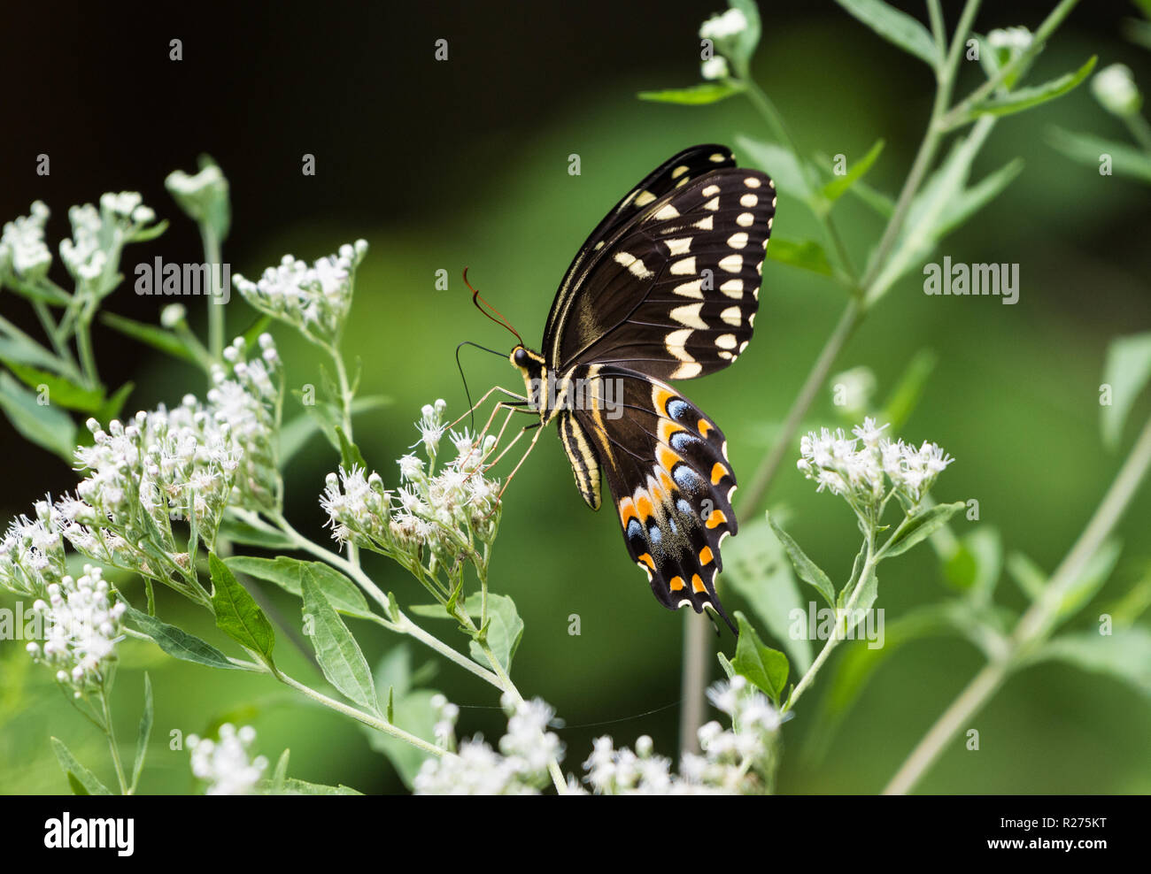 A Black Swallowtail Butterfly (Papilio polyxenes) se nourrissant de fleurs blanches. Houston, Texas, USA. Banque D'Images