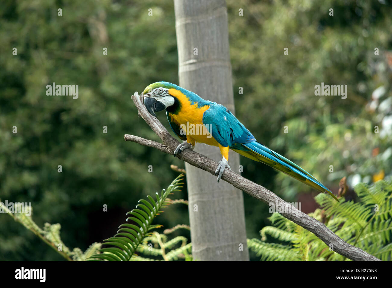 Il s'agit d'une vue latérale d'un Blue and Gold macaw Banque D'Images