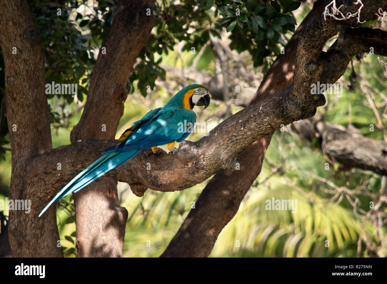 Le Blue and Gold macaw est sur une branche d'arbre Banque D'Images Le Blue and Gold macaw est sur une branche d'arbre Banque D'Images