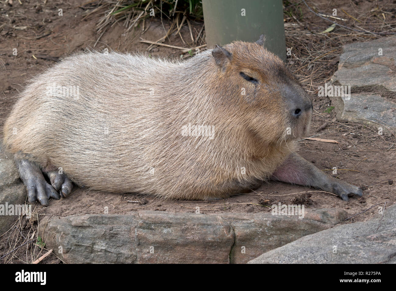 Le capybara est le plus gros rongeur Banque D'Images