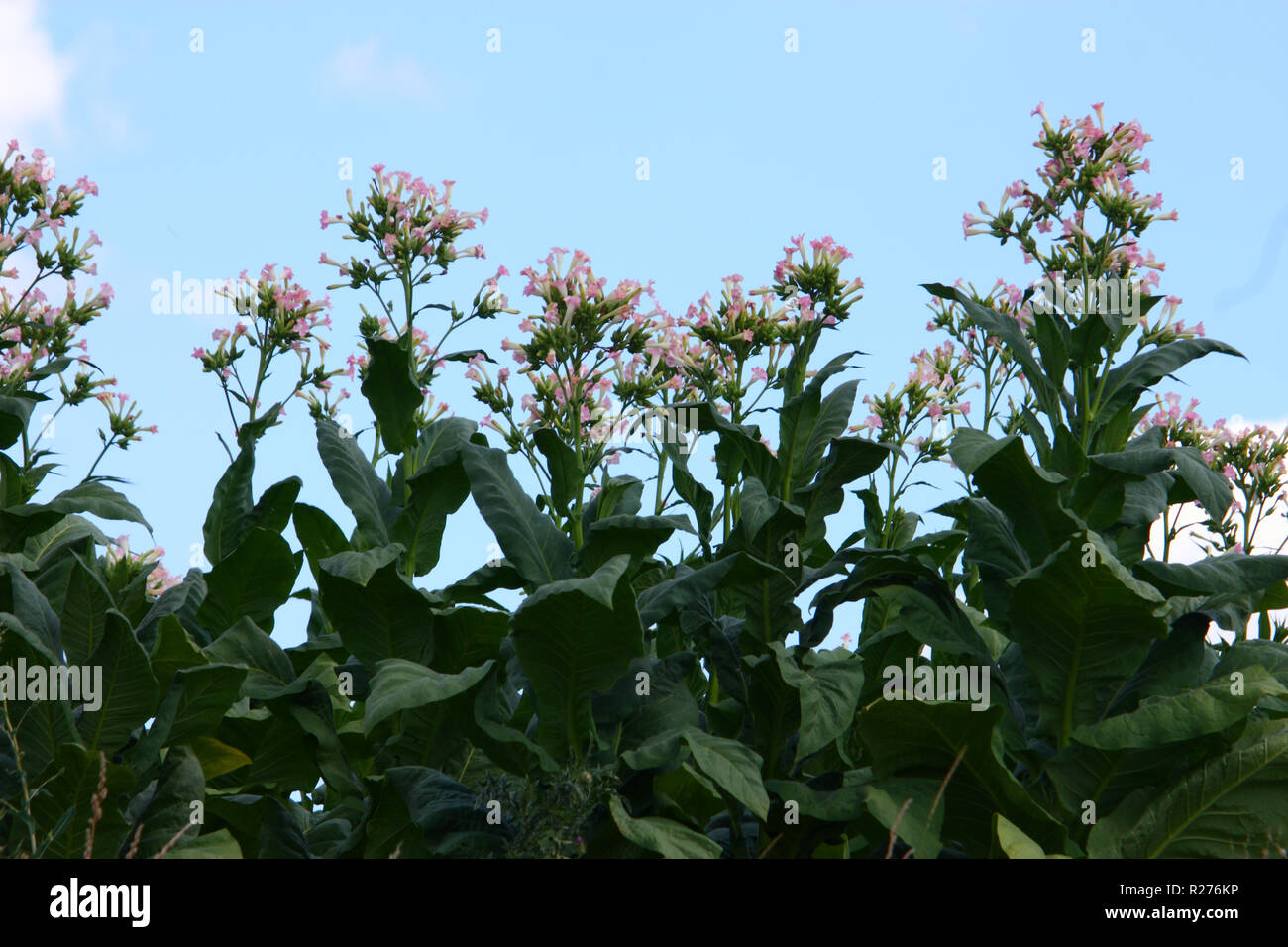 Plante de tabac vert avec de grandes feuilles dans farm Banque D'Images