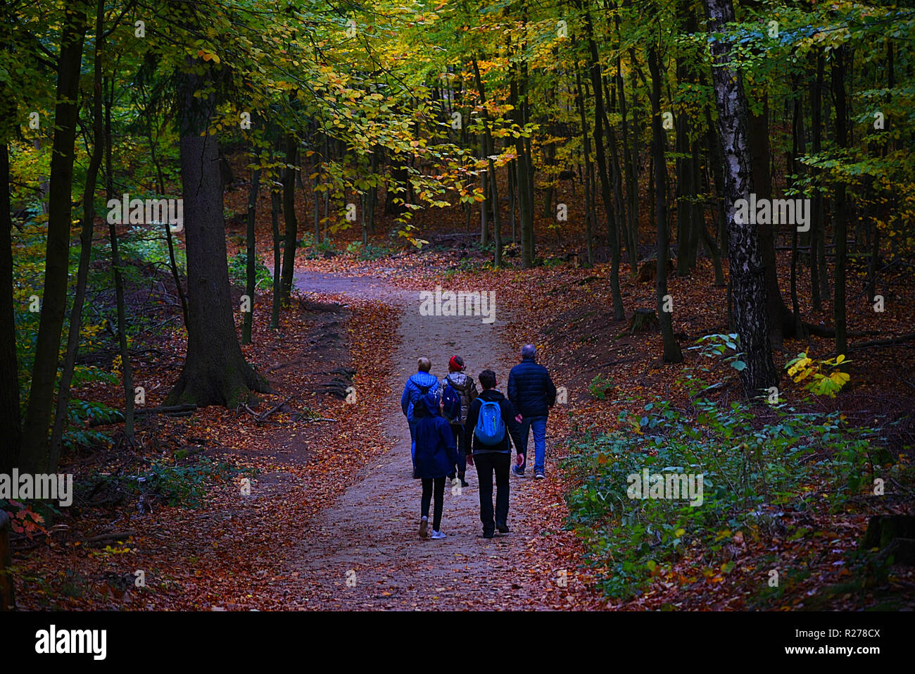 La Saxe, Allemagne. 01 novembre, 2018. Les randonneurs à pied à travers la forêt pendant les derniers jours de l'automne avant l'hiver Banque D'Images