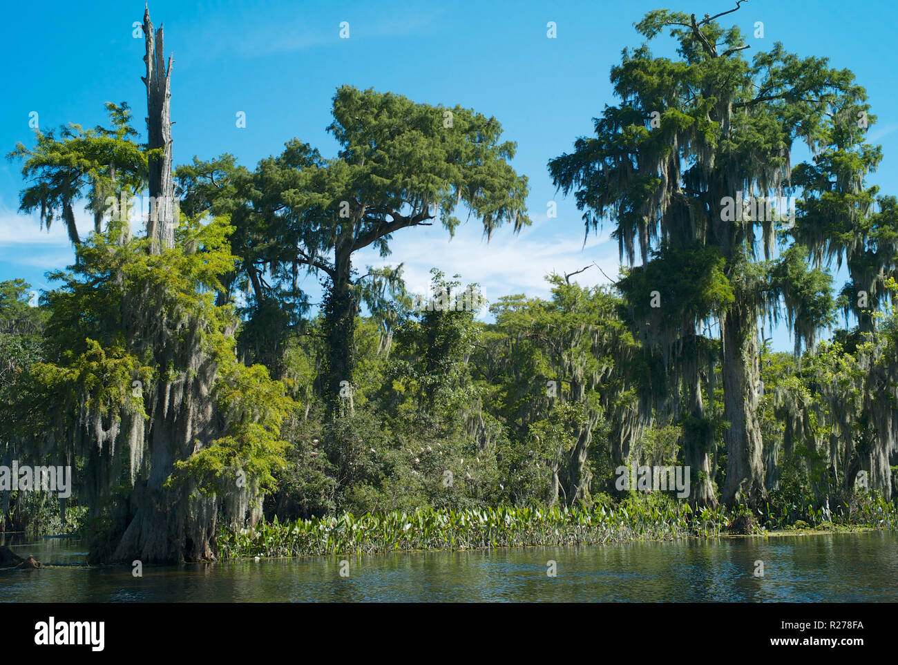 Paysage magique avec Swamp cypress tree avec de la mousse espagnole dans la région de Wakulla Springs State Park, Florida, USA Banque D'Images
