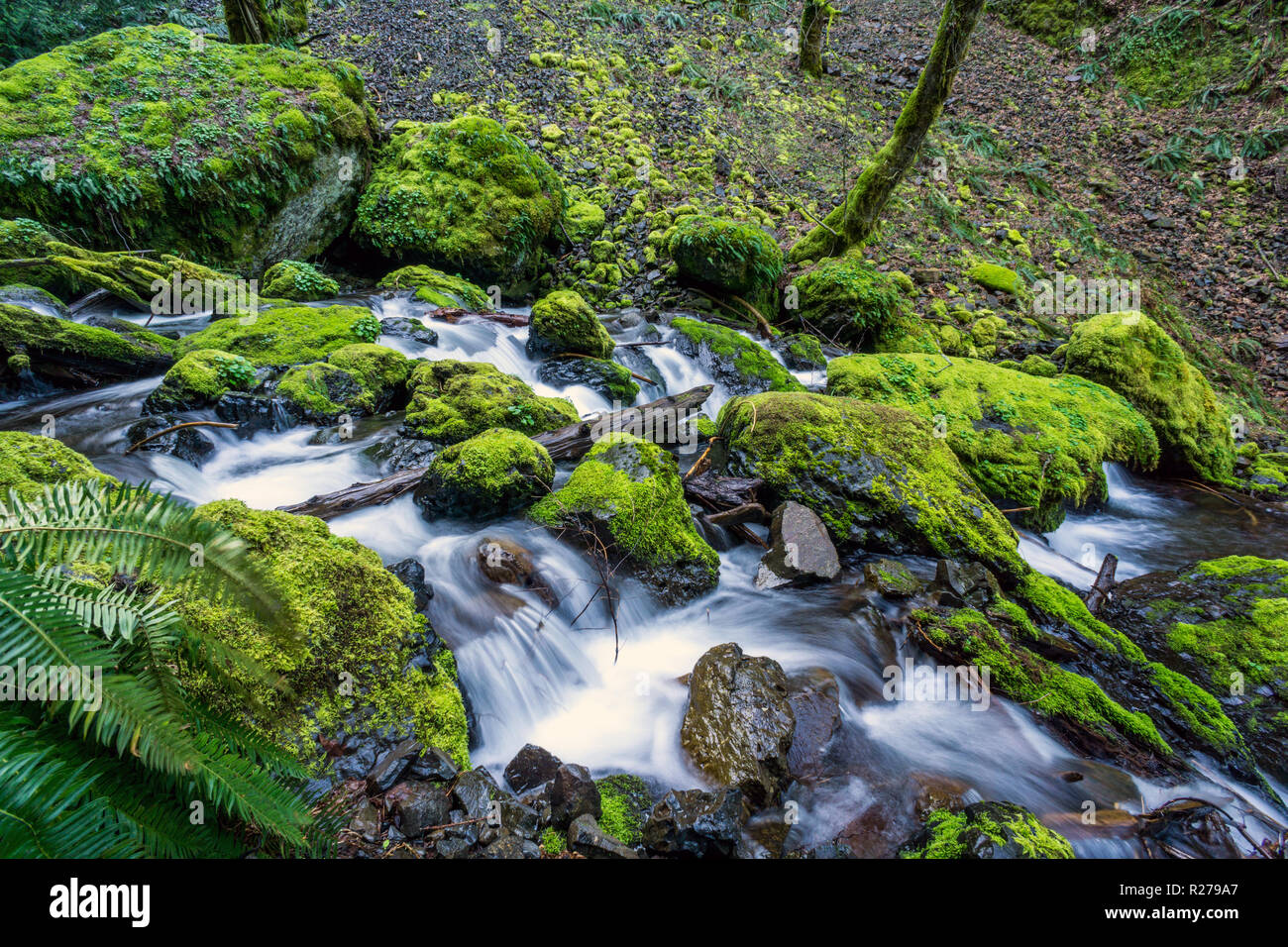 Les roches moussues à Creek dans l'Oregon est célèbre dans la gorge de la rivière Columbia. Nord-ouest du Pacifique Banque D'Images