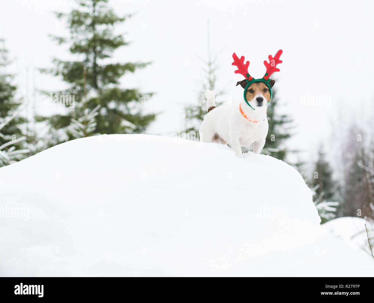 Promenade de chiens en pleine nature à porter le costume de Laponie Finition Banque D'Images