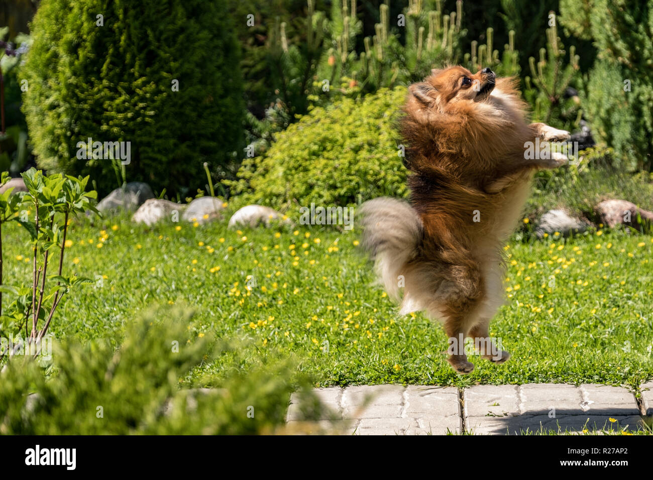 Spitz dans un saut sur l'arrière-plan de la nature 2018 Banque D'Images